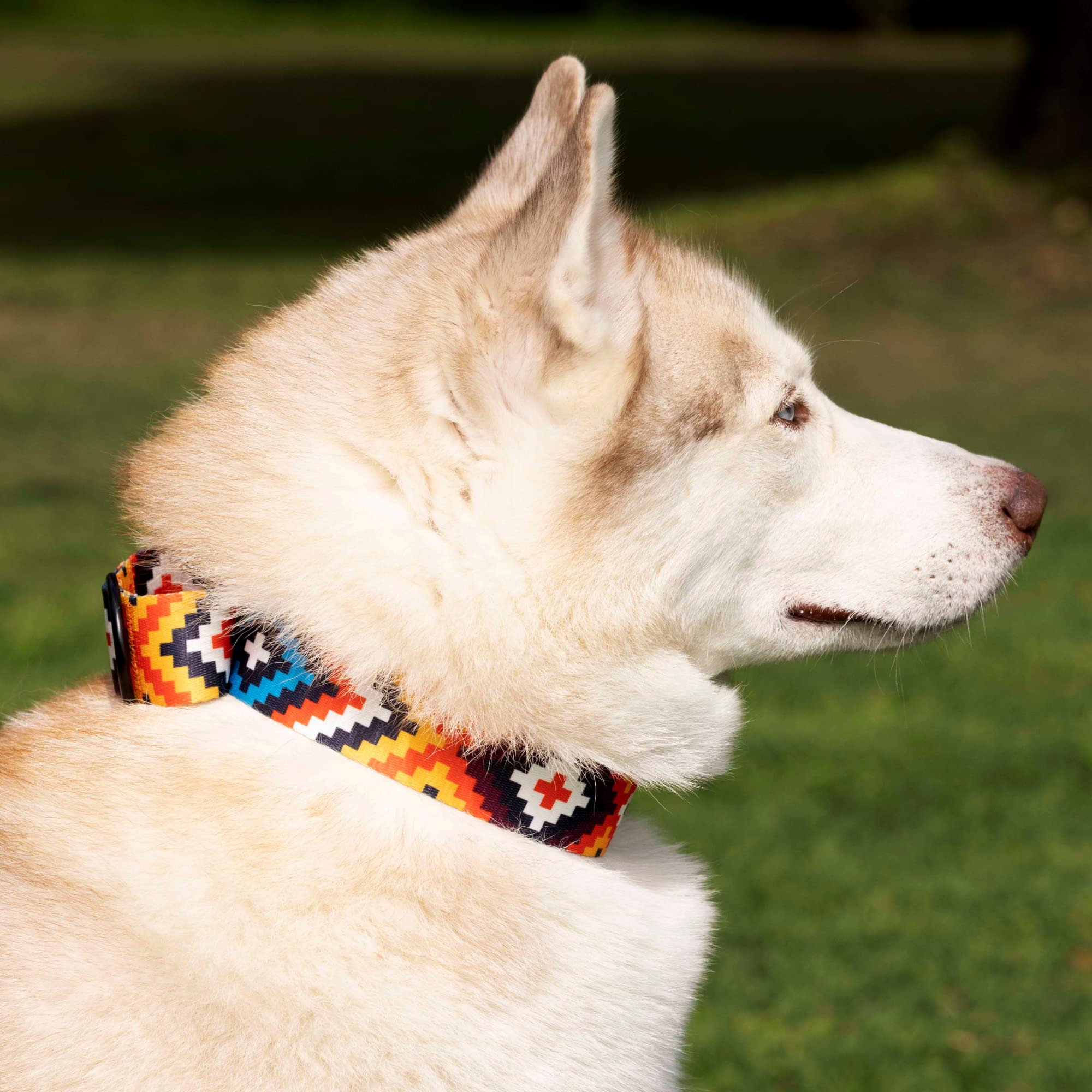 CollarDirect Aztec Martingale dog collar worn on dog demonstrates practical everyday wear.