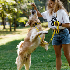 CollarDirect con cierre rápido para perro, fácil de usar durante actividades diarias.