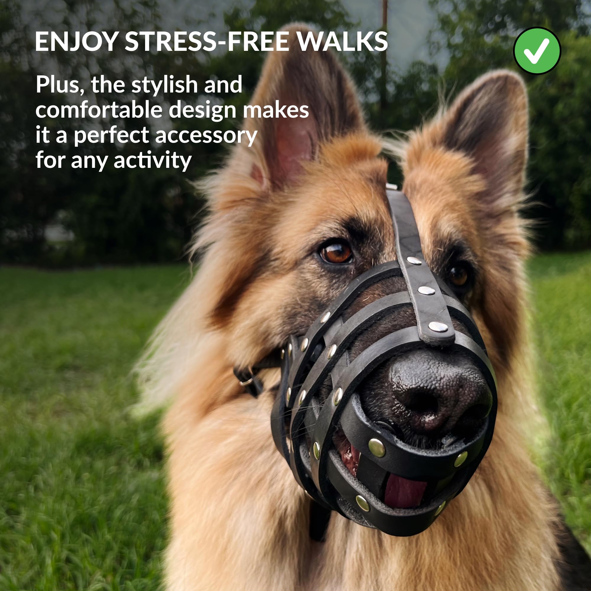 CollarDirect dog wearing muzzle on a walk suggests daily use.