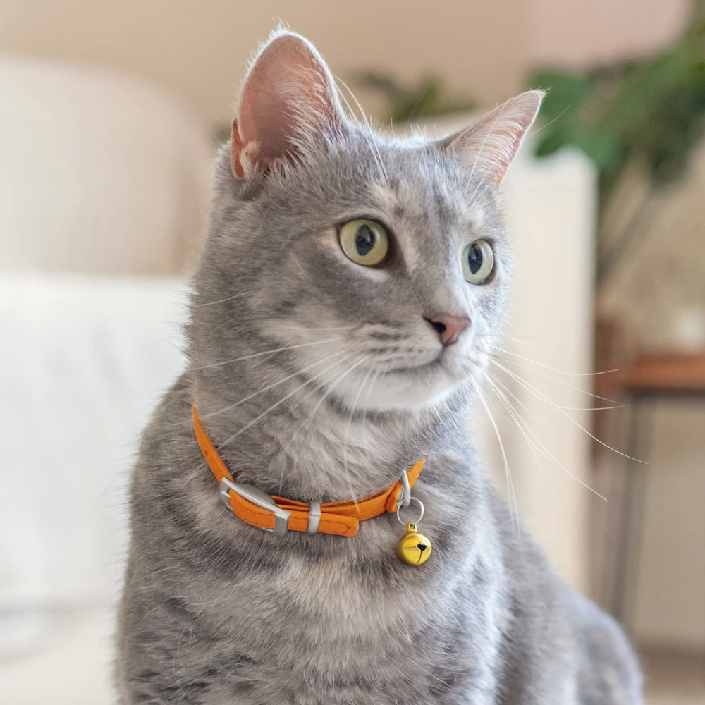 CollarDirect leather cat collar with matching leash option for coordinated style