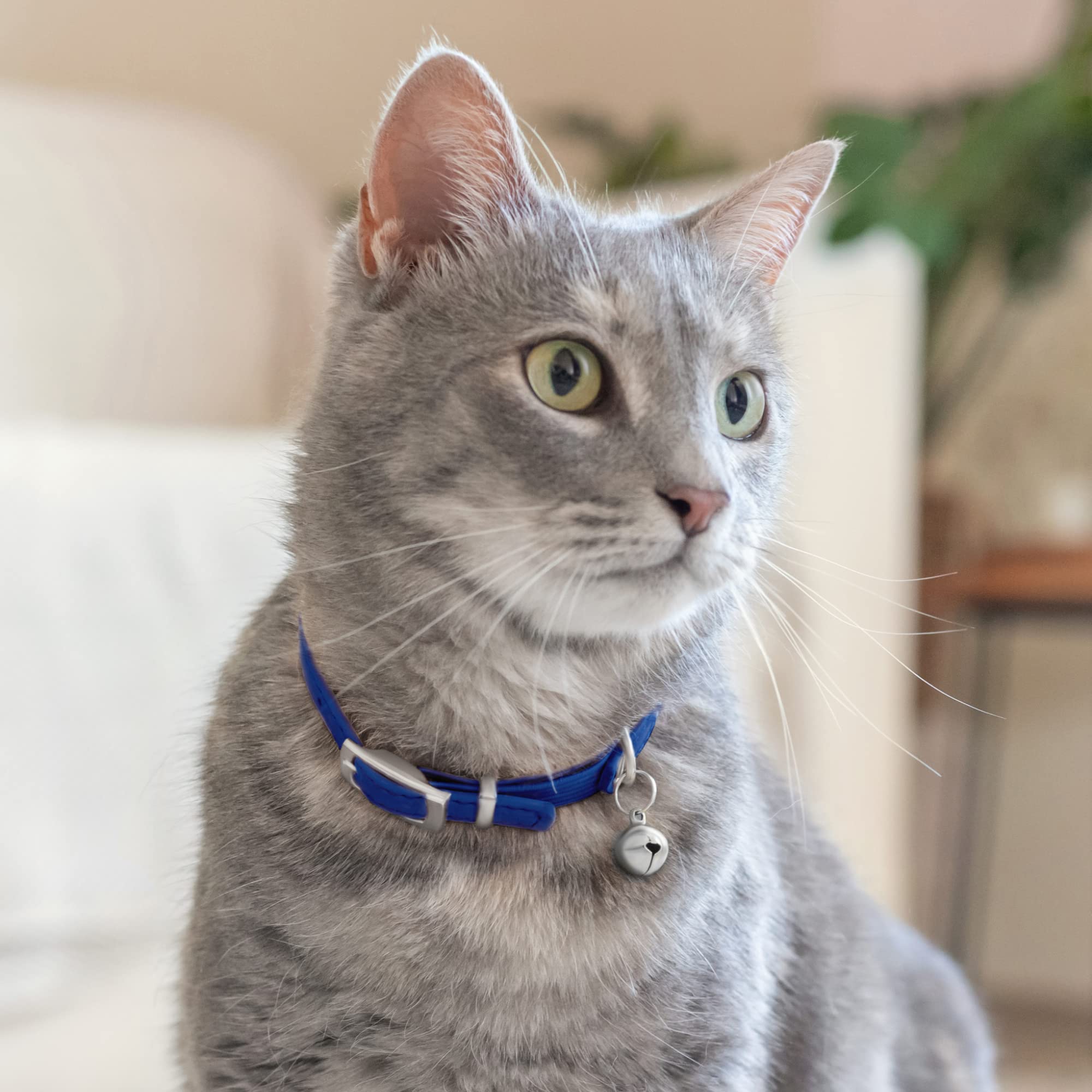 CollarDirect leather cat collar in blue with bell helps track your cat outdoors.