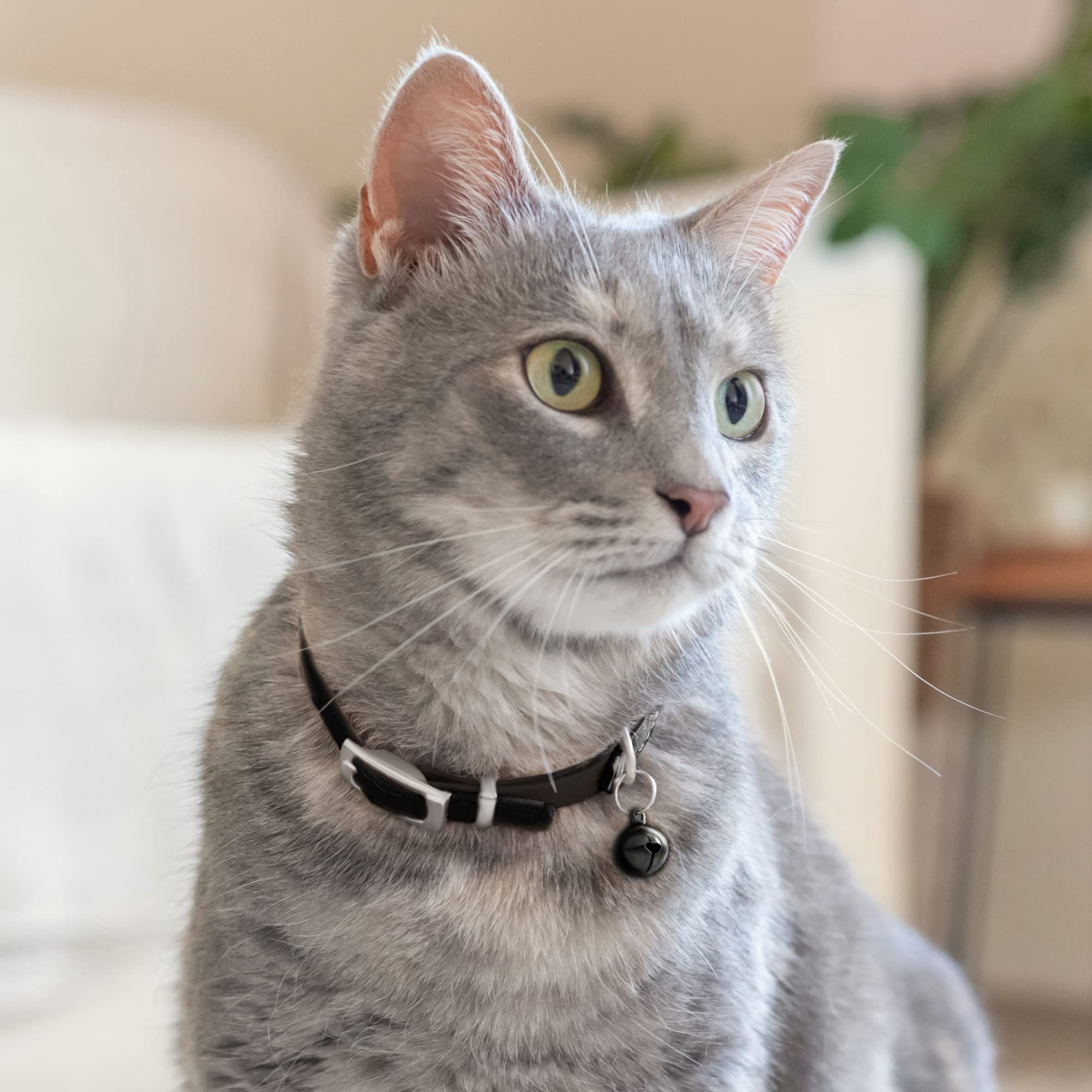 CollarDirect leather collar with matching leash option for complete set