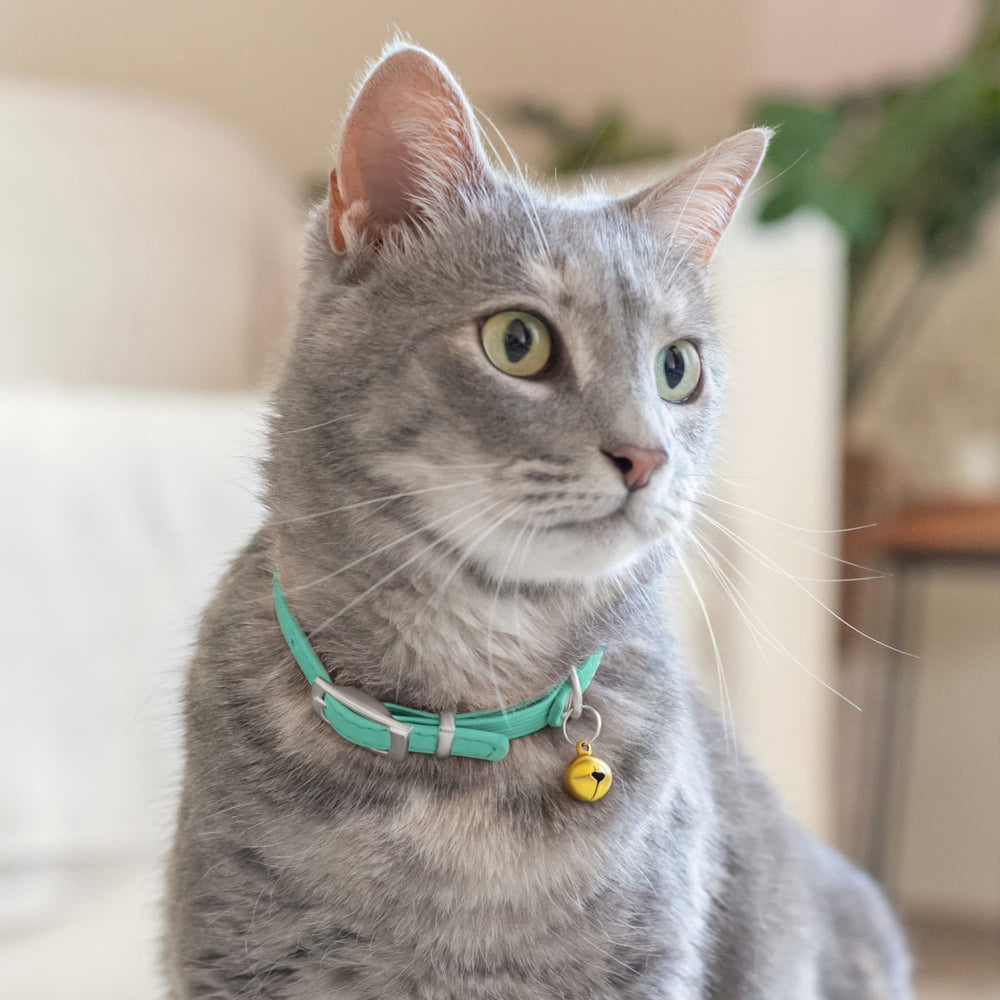 CollarDirect leather collar includes matching leash for coordinated pet accessories.