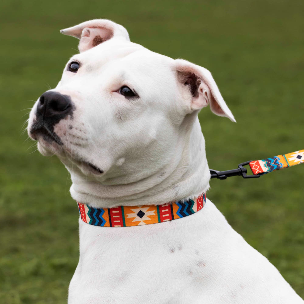 CollarDirect martingale collar on a dog demonstrates gentle training-tension possibility.