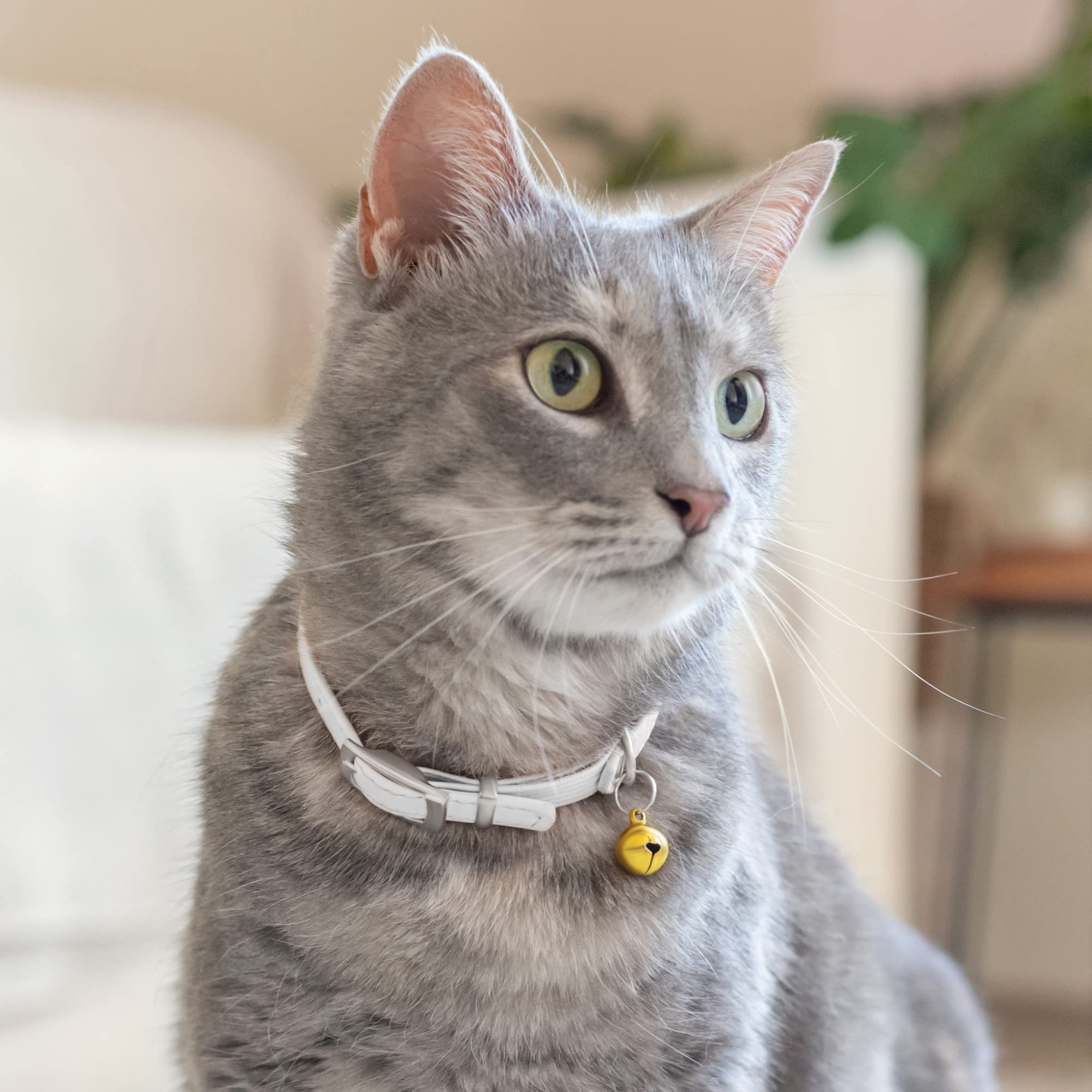 Matching CollarDirect leather leash option to pair with this collar.
