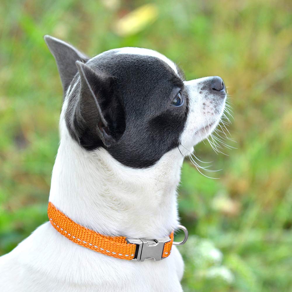 CollarDirect reflective-dog-collar-12-color-variants showcases color options.