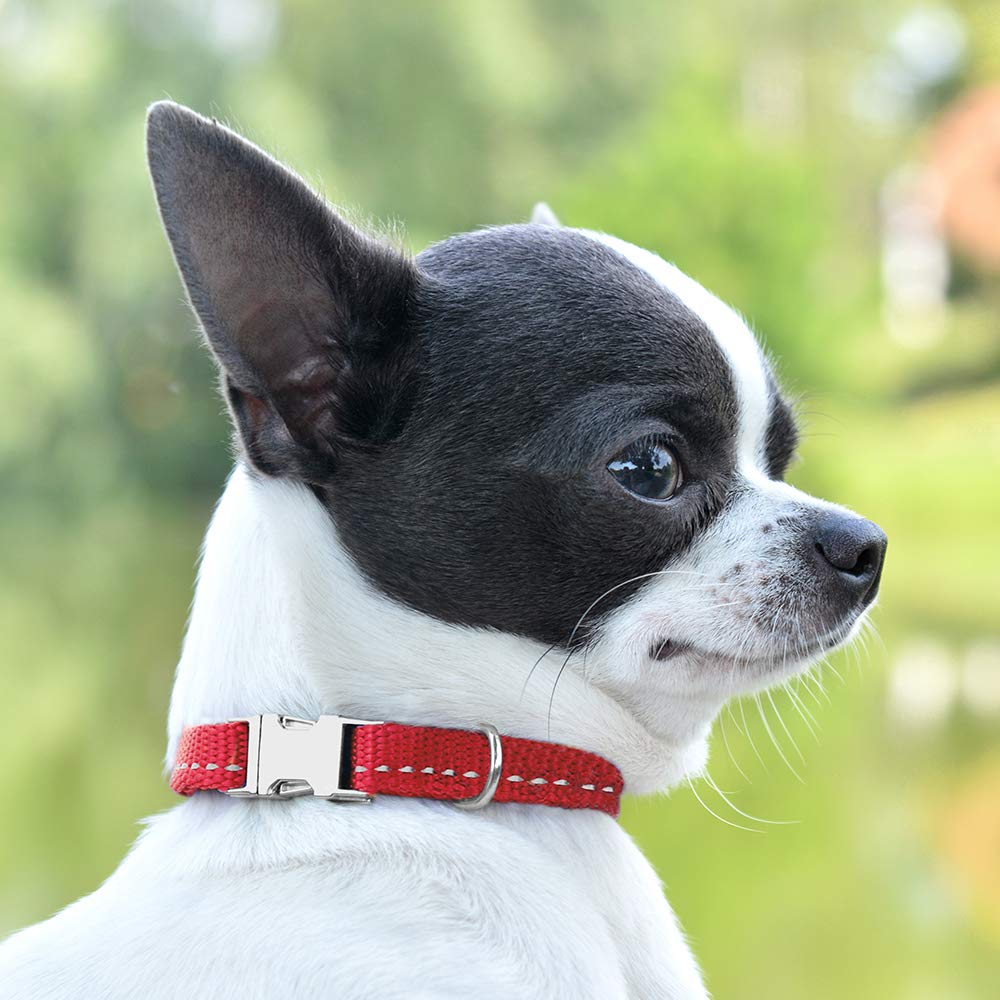 CollarDirect matching leash pairs with the collar for a coordinated look.