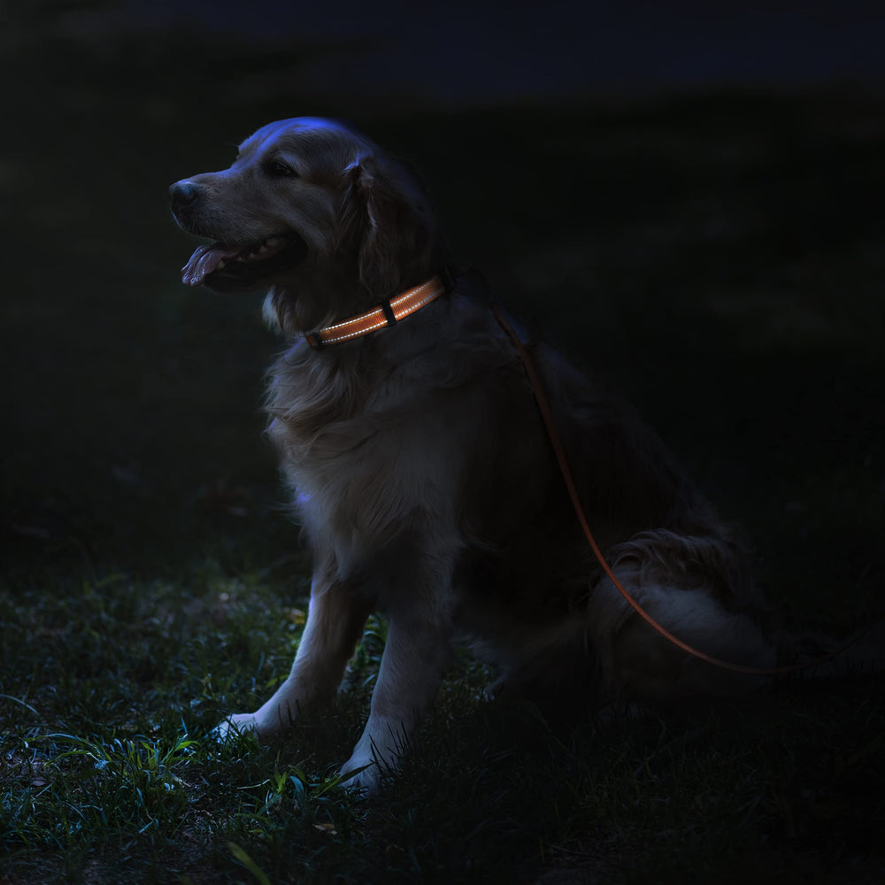 CollarDirect mint green collar features padded interior for comfortable all-day wear