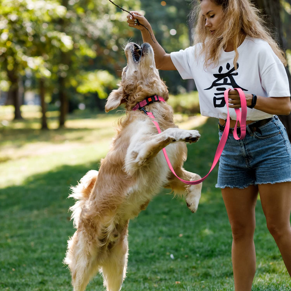 CollarDirect reflective collar with quick-release buckle for easy on-off during active play.