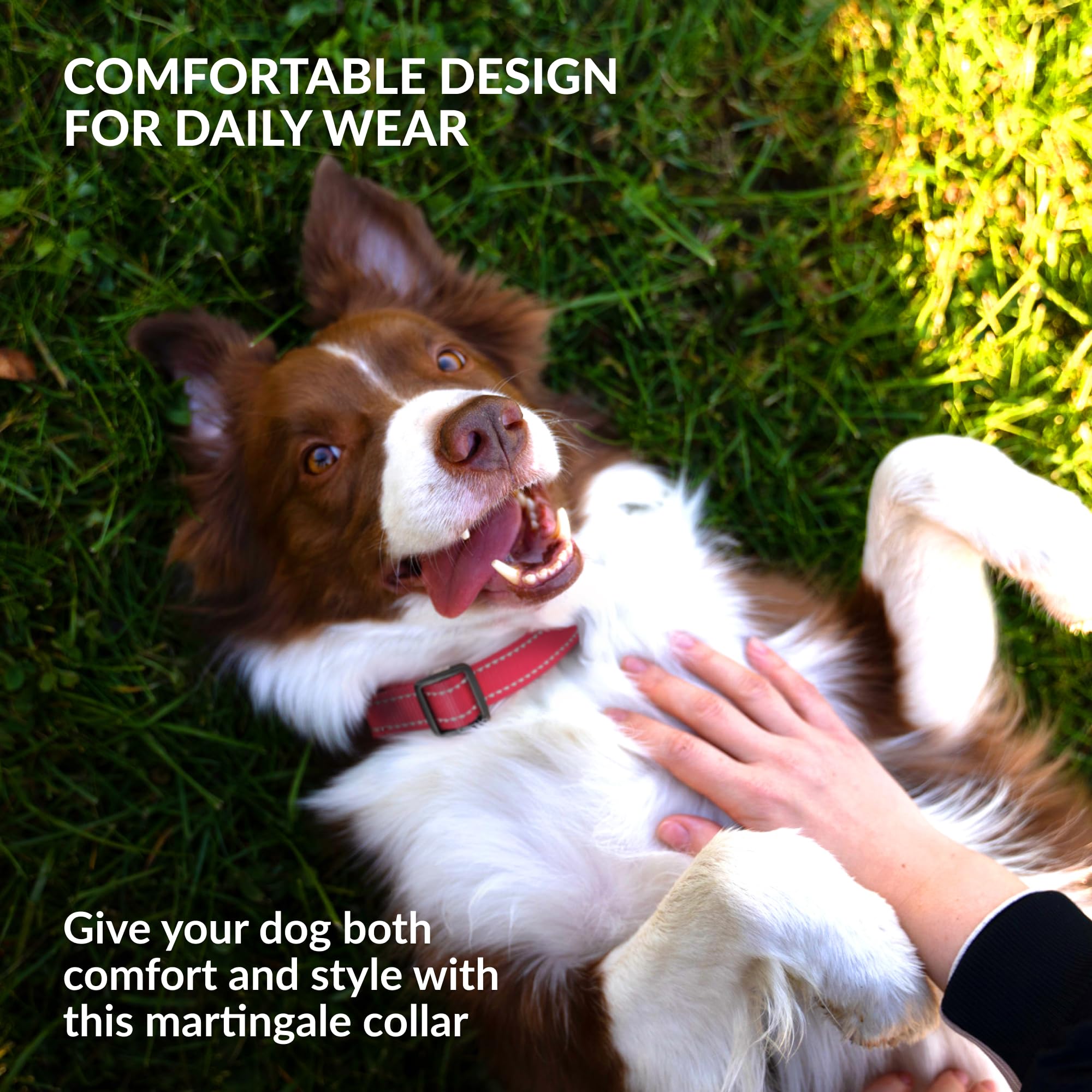 CollarDirect Orange Reflective Martingale Collar increases visibility for evening strolls.