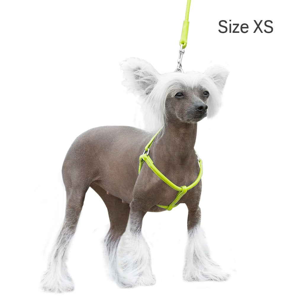 CollarDirect rolled leather harness beige for toy breeds—subtle look, soft leather