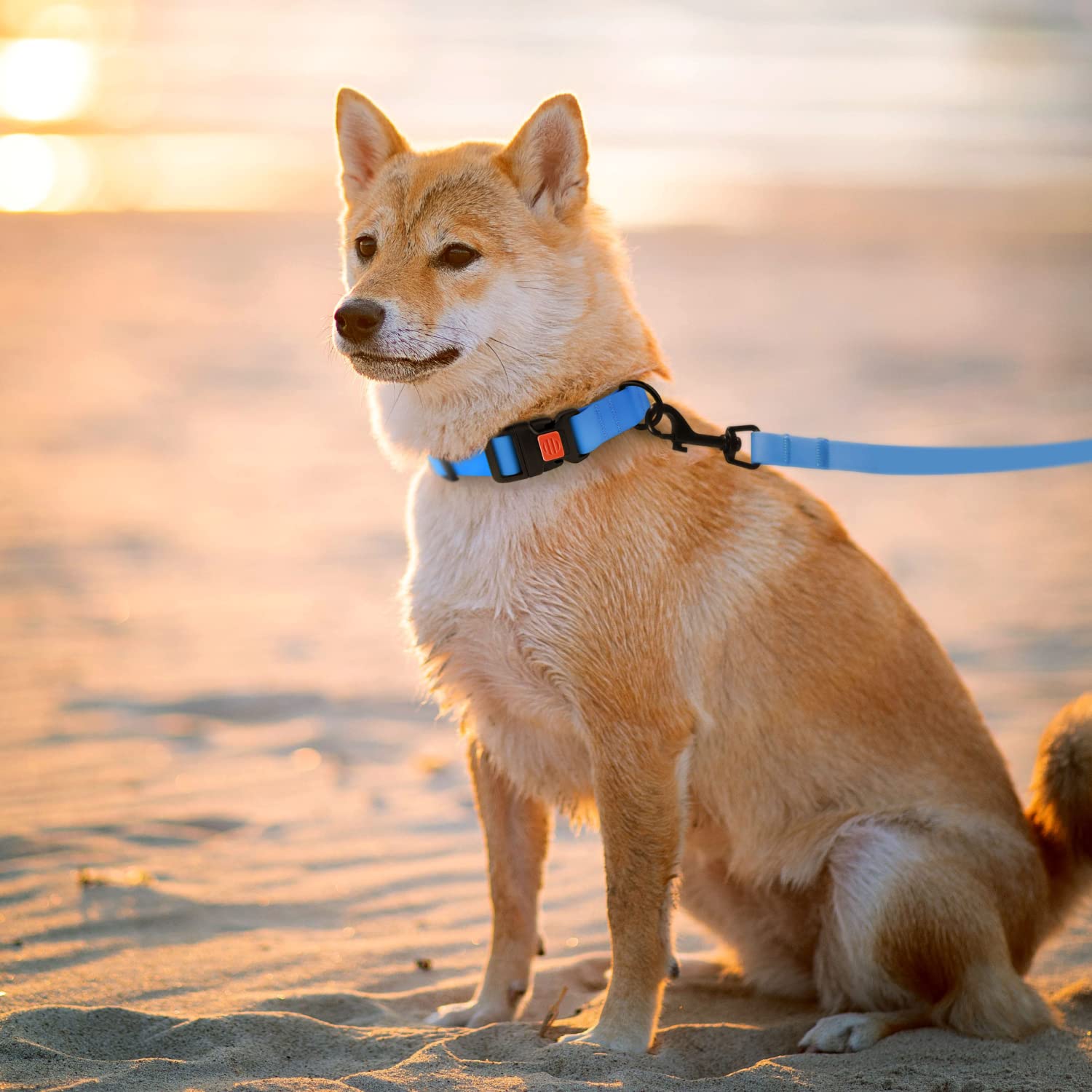 CollarDirect Waterproof Dog Leash black 4ft features durable carbon-plated hardware for long-lasting use.