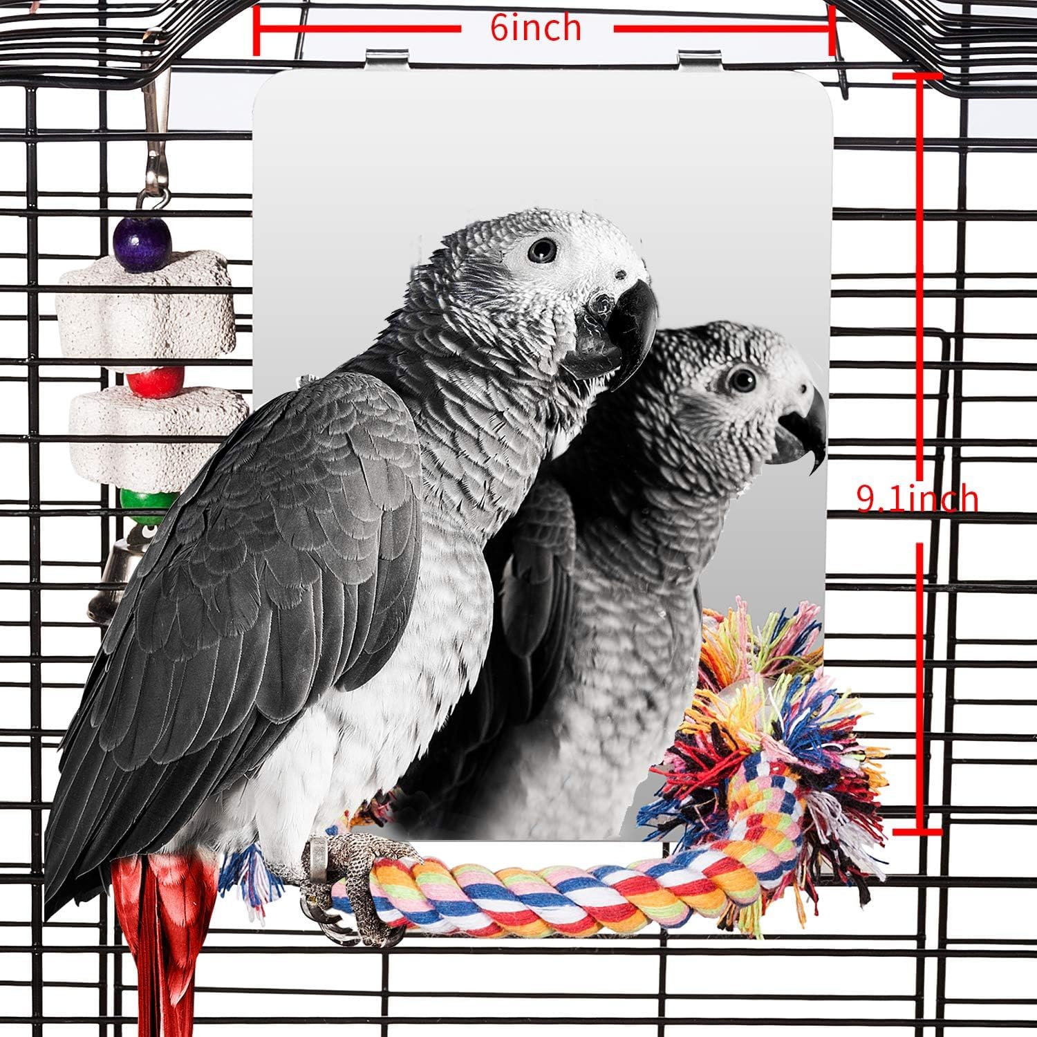 Colorday 9-inch bird mirror with rope perch provides full-body reflection for engagement.