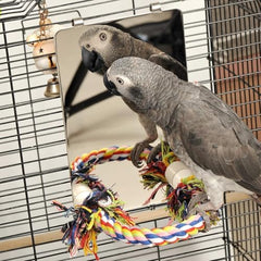 Colorday stainless steel hooks mirror integration shows durable hanging inside cages.