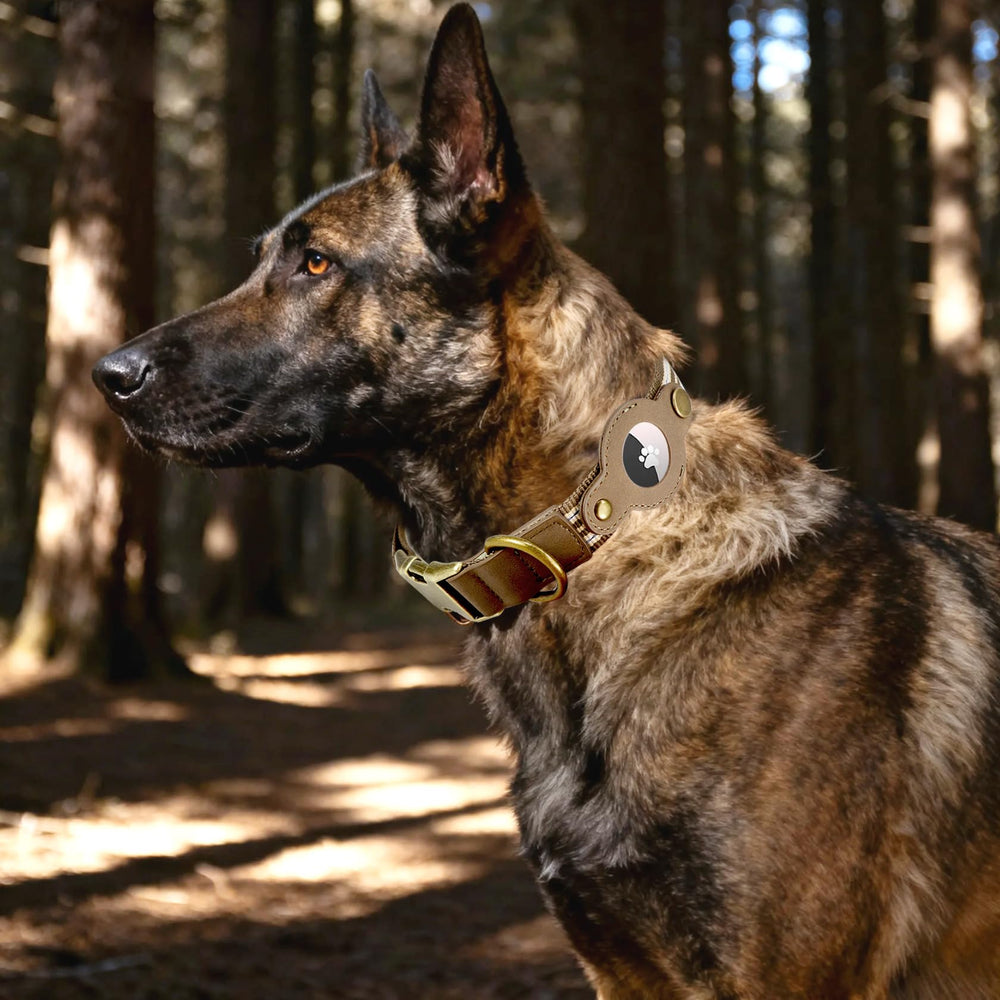 Comfluxe leather buckle collar offers durable fit for vigorous daily play.