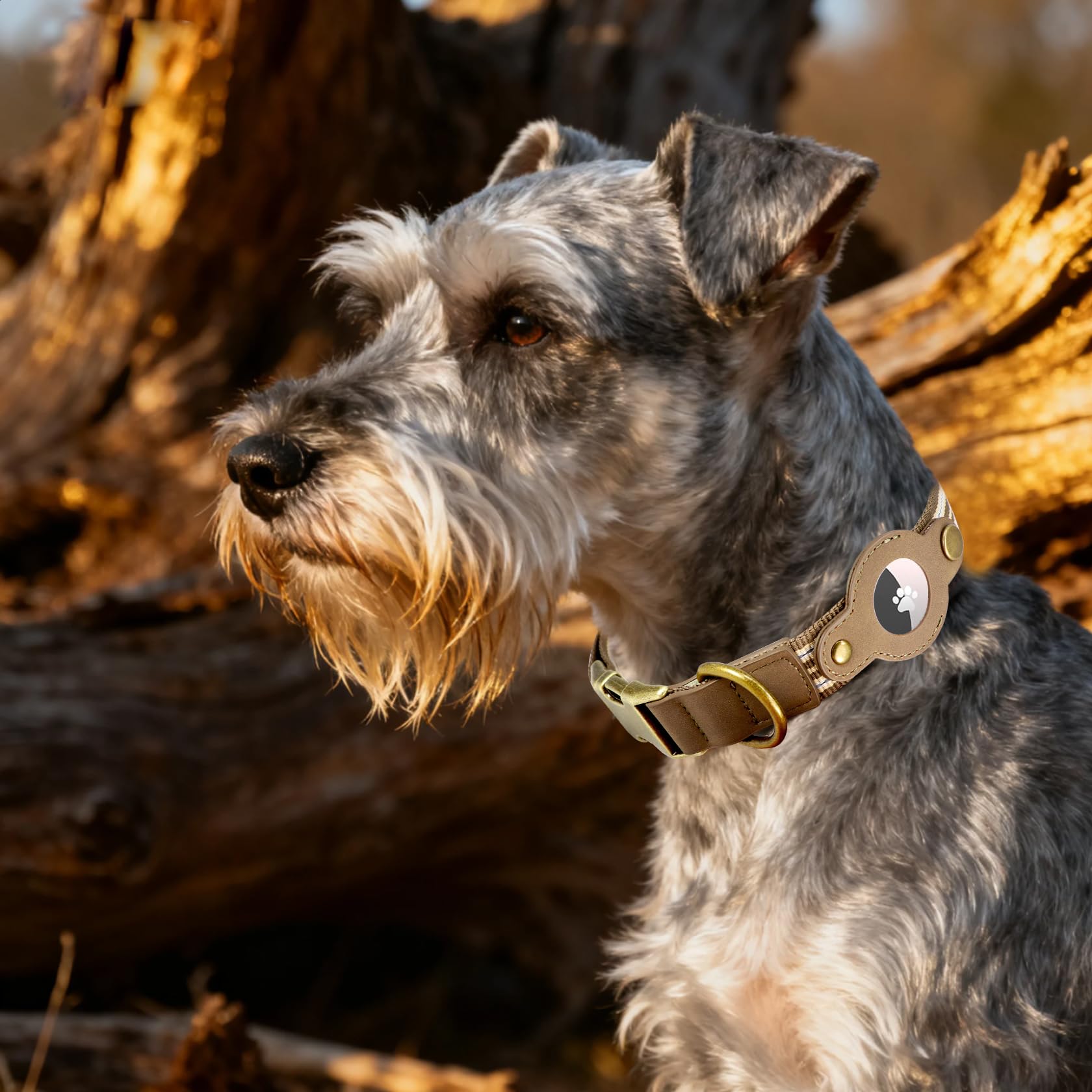 Comfluxe night-ready collar blends safety and comfort for after-dark walks.