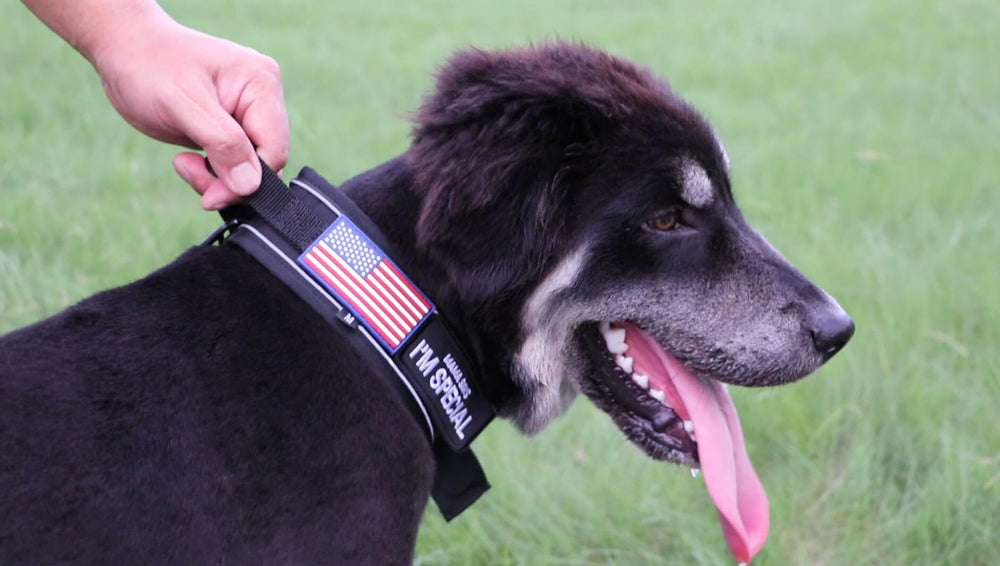 Comfluxe durable collar for training and daily wear with secure D-ring.