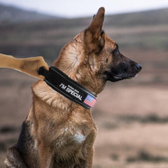 Comfluxe heavy-duty dog collar buckle enables easy on and off during adventures.
