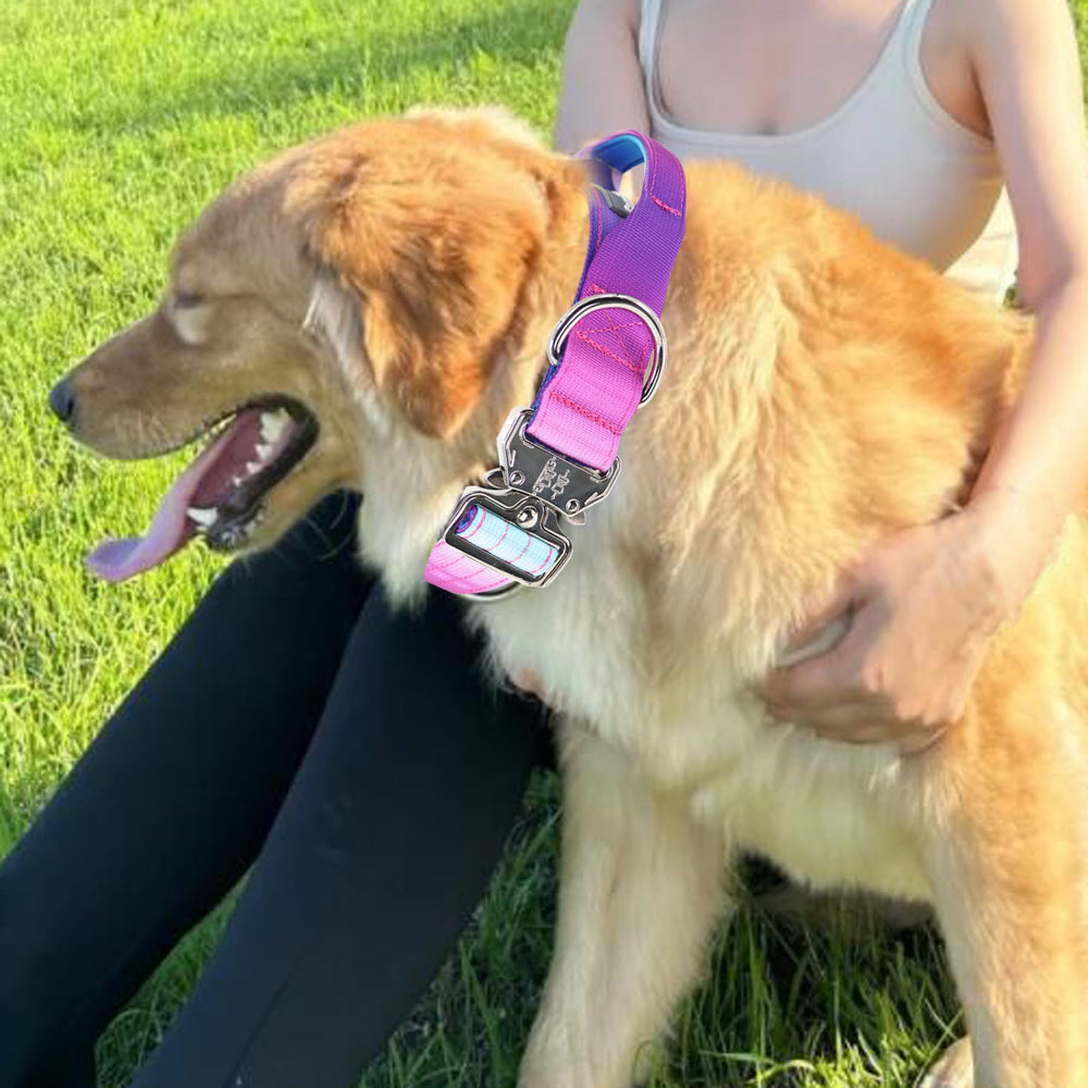 Collar worn during a lively outdoor walk.