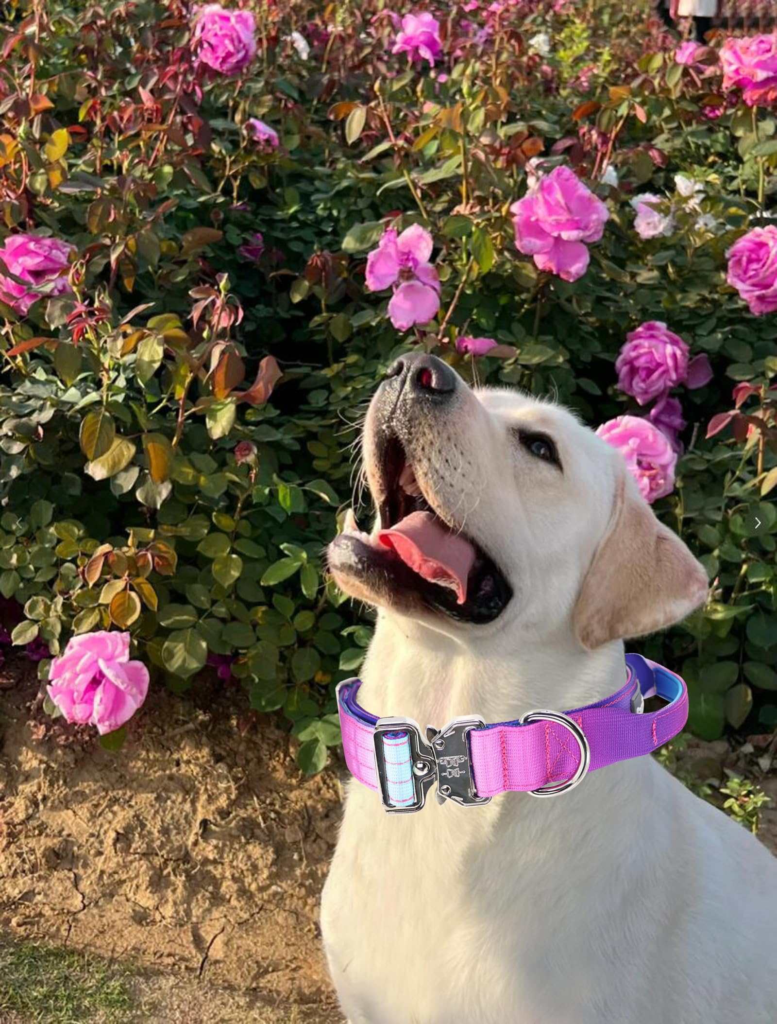 Comfluxe pink handle collar highlights safety and comfort.