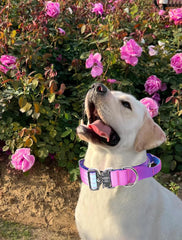 Comfluxe pink handle collar highlights safety and comfort.