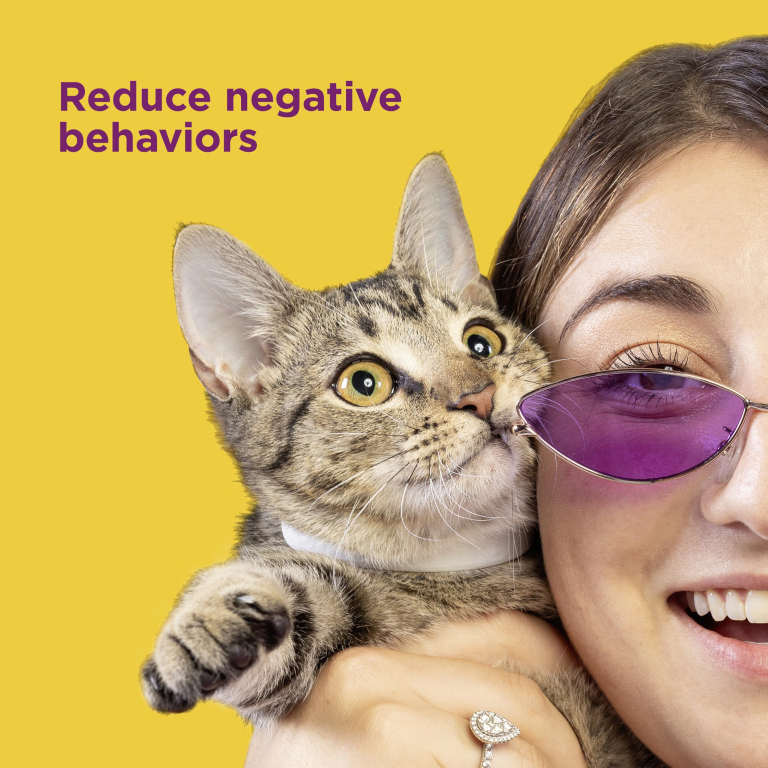 Comfort Zone cat collar worn outdoors during play, hinting at soothing support