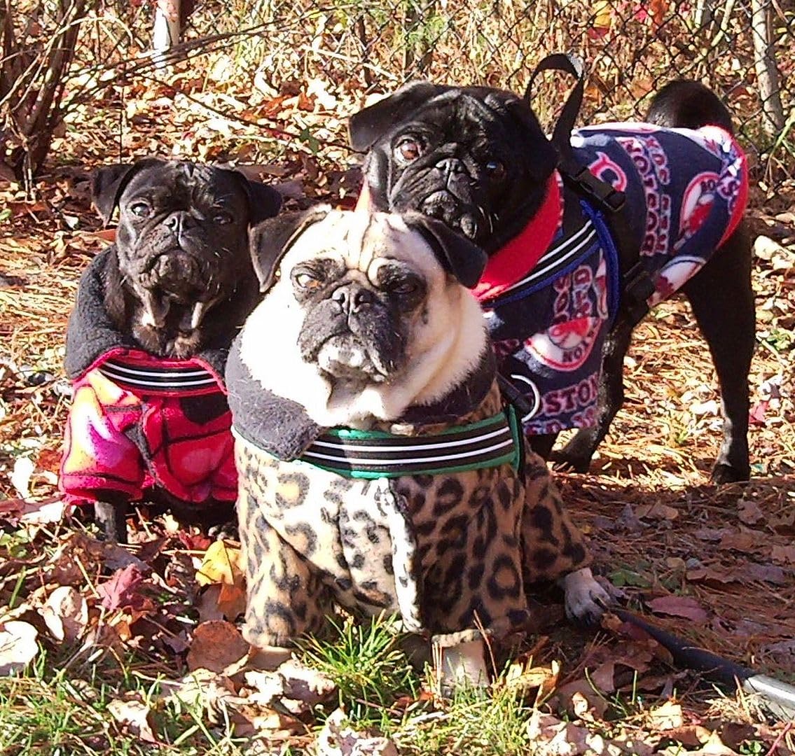 ComfortFlex Sport Harness-adjustable fit for different chest sizes on active dogs