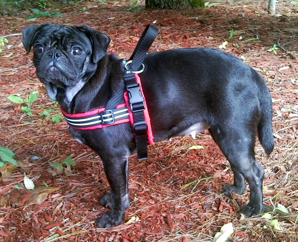 ComfortFlex Sport Harness-easy on/off design simplifies quick transitions between activities