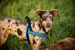 ComfortFlex Sport Harness-full padding for comfortable all-day wear and reduced rubbing