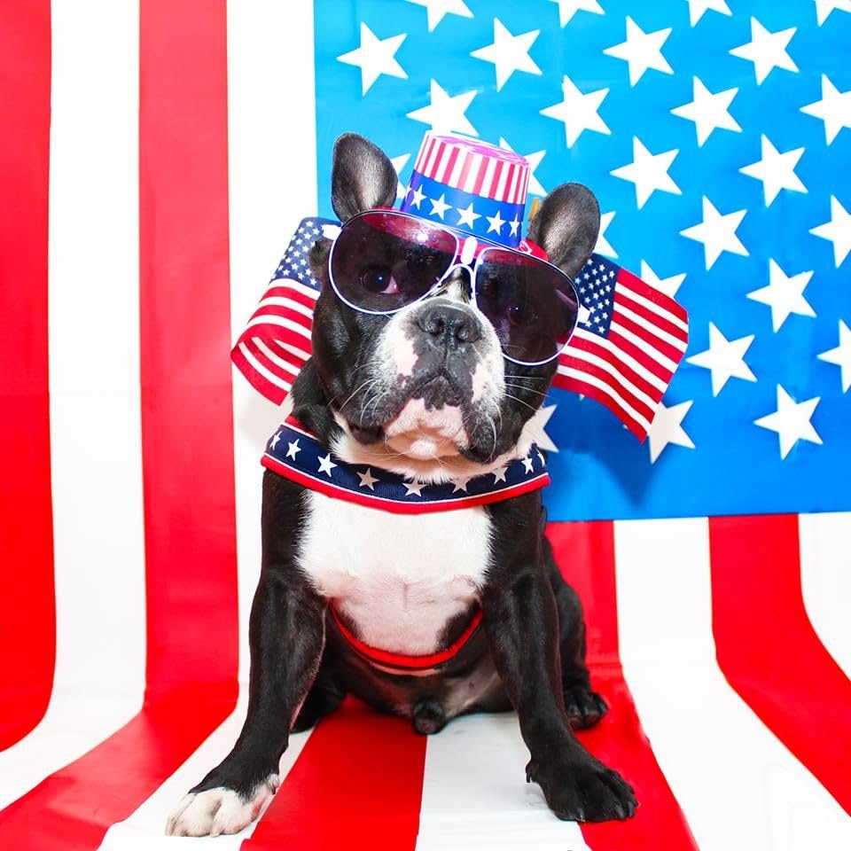 ComfortFlex Sport Harness-medium-large hunter-orange high visibility for outdoor use