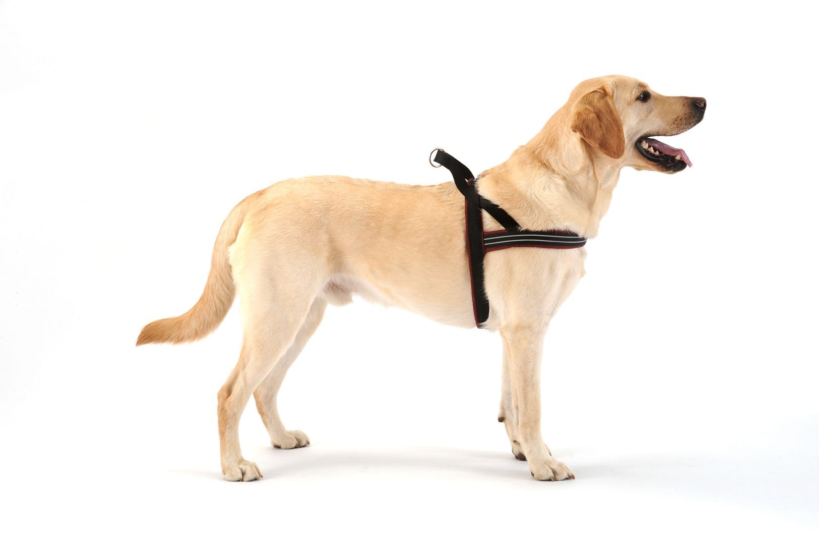 ComfortFlex Sport Harness-reflective webbing boosts visibility during evening walks