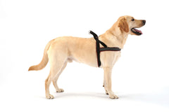 ComfortFlex Sport Harness-reflective webbing boosts visibility during evening walks