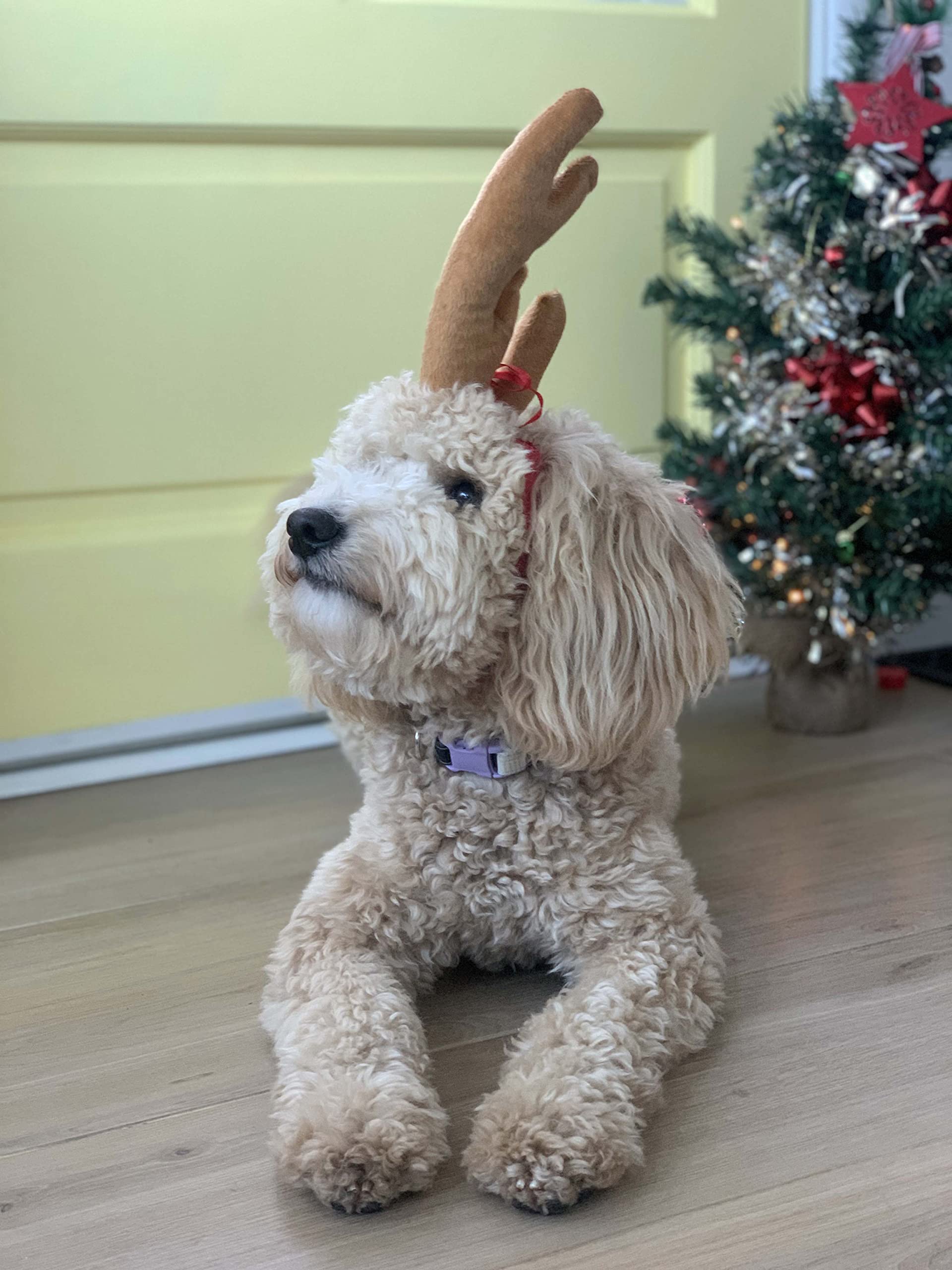 ComfyCamper Dog-friendly Headband — great for Halloween and holiday photo opportunities.
