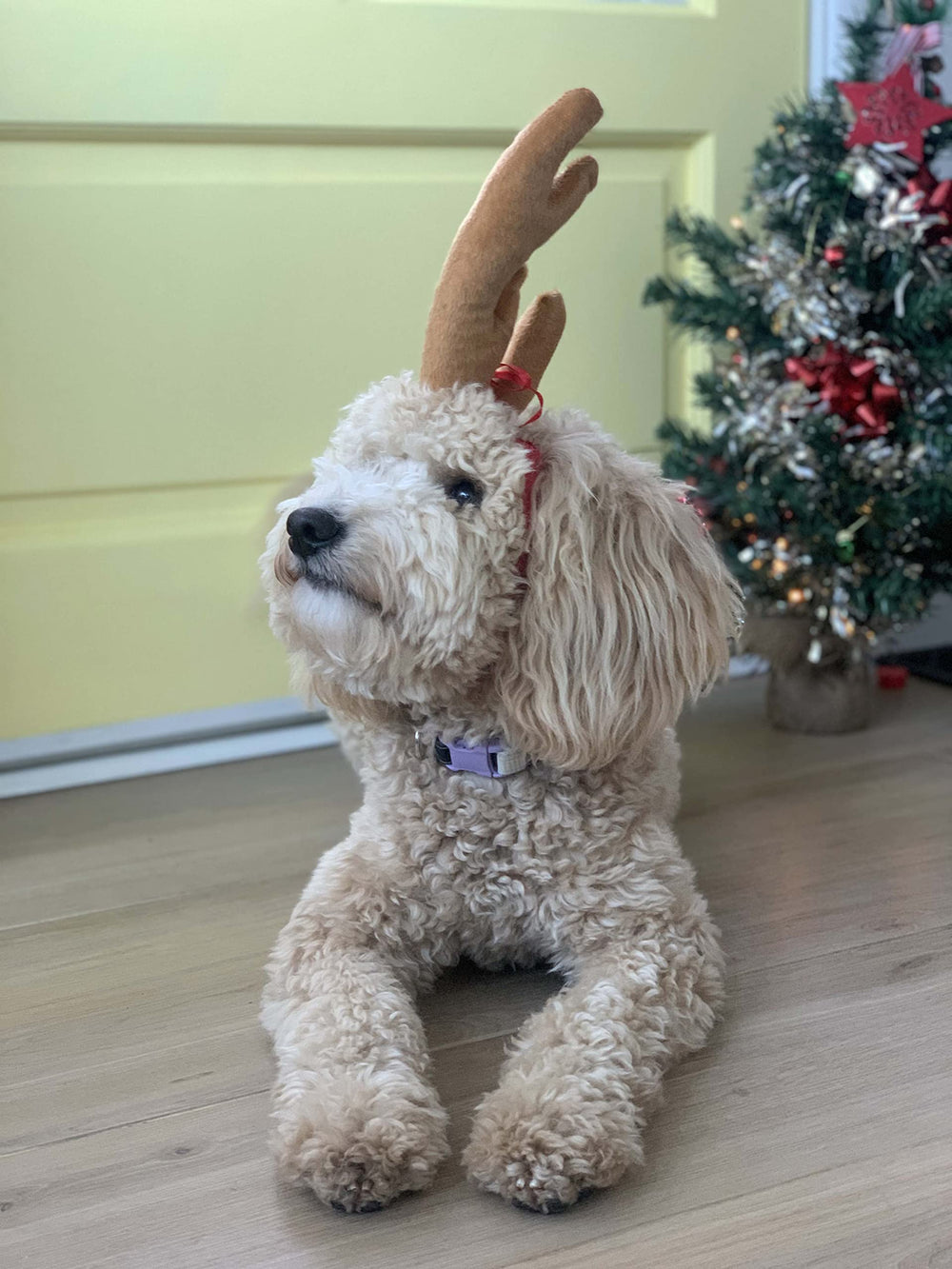 ComfyCamper Dog-friendly Headband — great for Halloween and holiday photo opportunities.