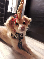 ComfyCamper Plush Antlers Closeup — soft texture adds cute charm to pet costumes.