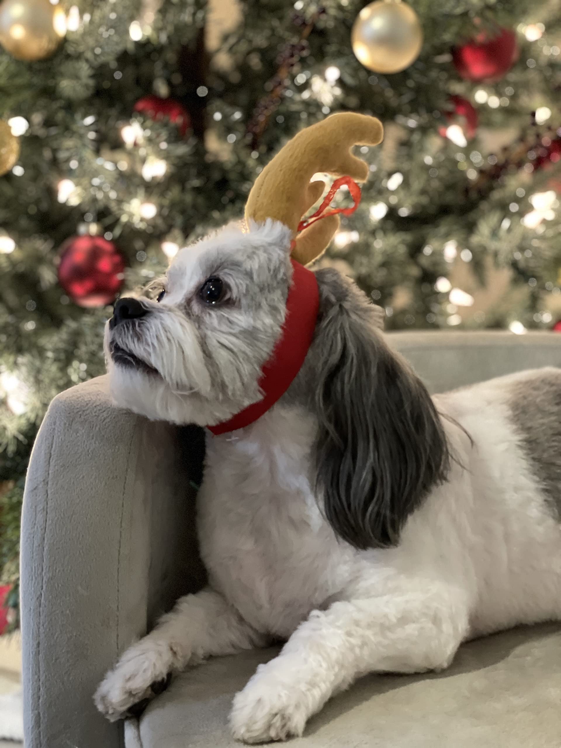 ComfyCamper Reindeer Headband for cats — adjustable fit for festive photoshoots.