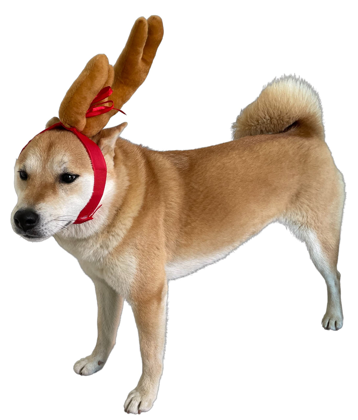 ComfyCamper Reindeer Antler Headband for dogs — plush antlers ideal for Halloween photos.