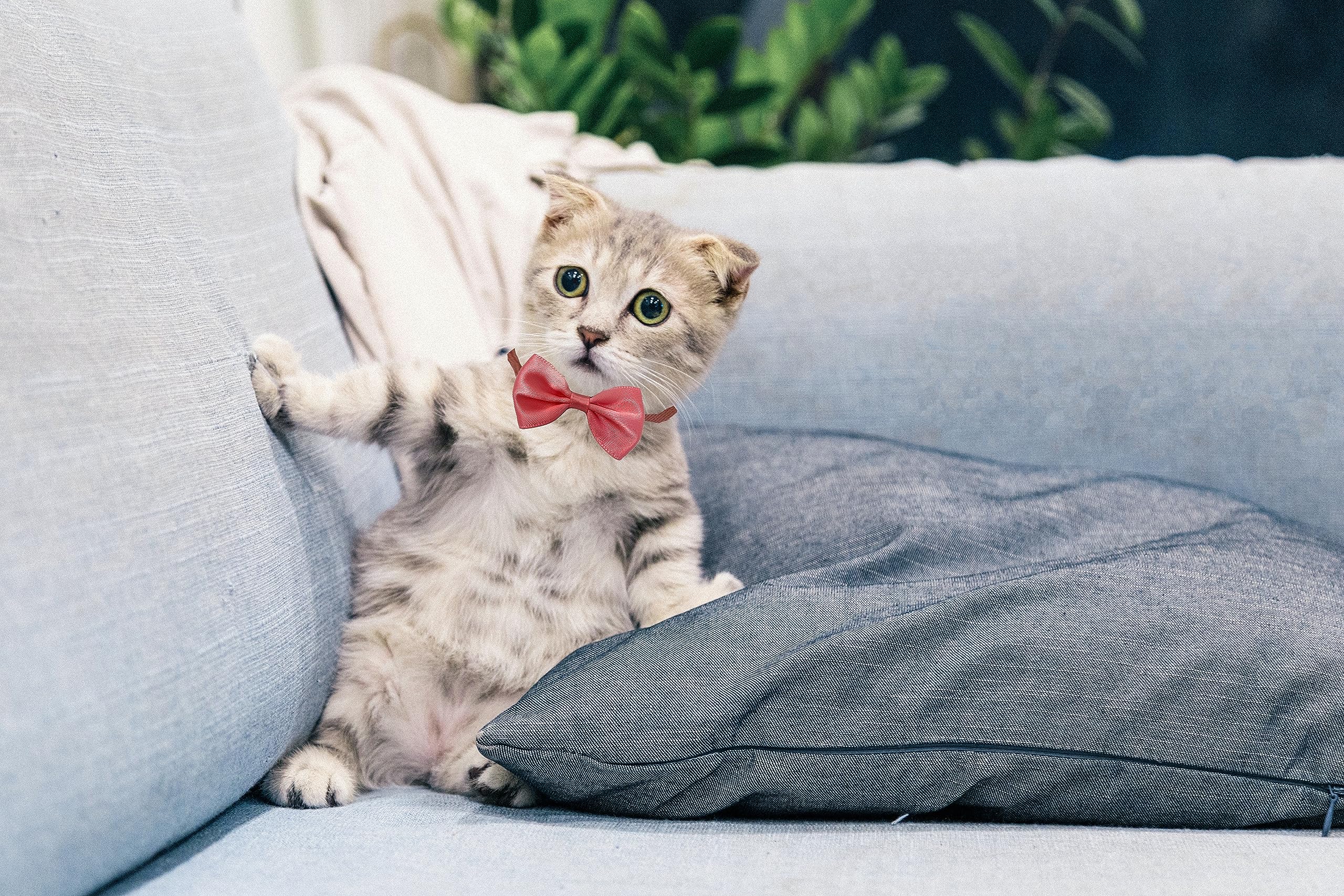 ComiMag bow ties use non-toxic materials for pet safety and worry-free wear.