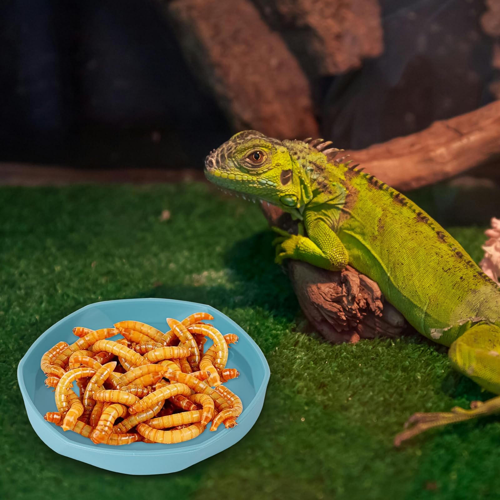 COMSUN four-pack reptile dish blue close-up easy to clean and maintain