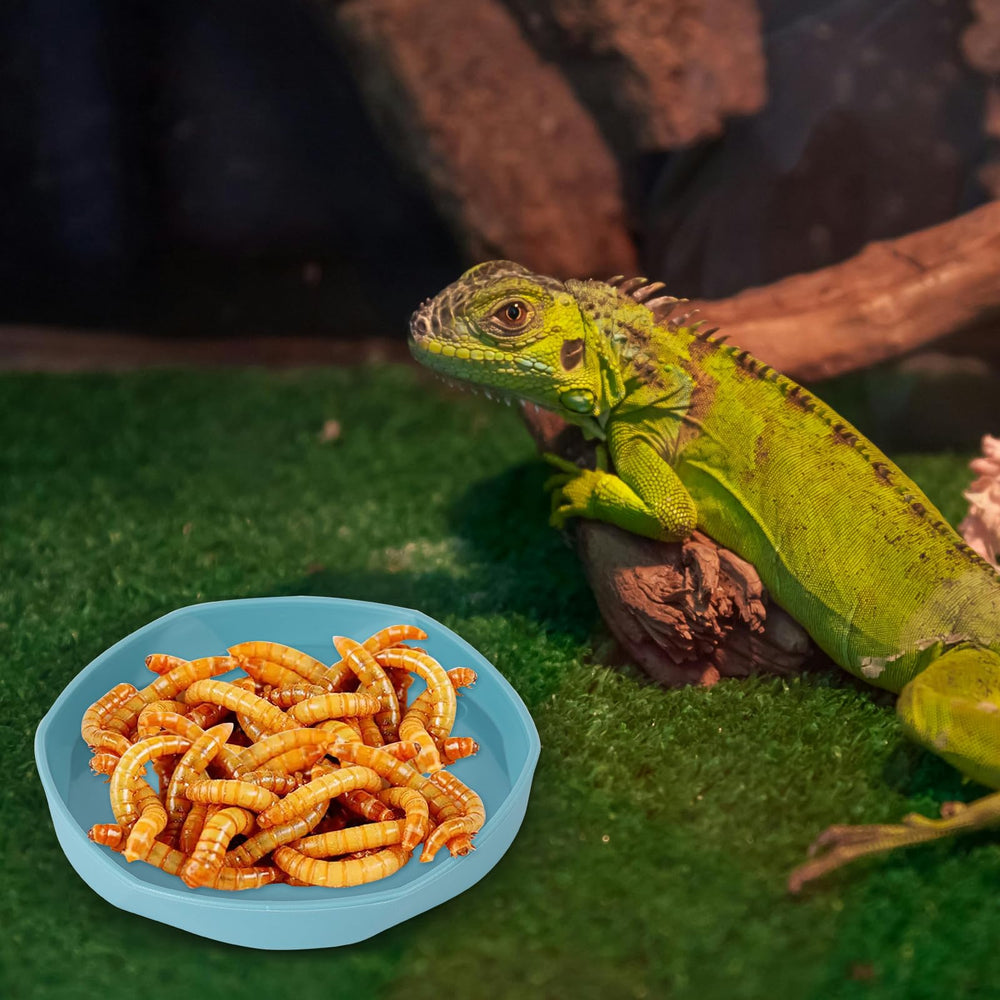 COMSUN four-pack reptile dish blue close-up easy to clean and maintain