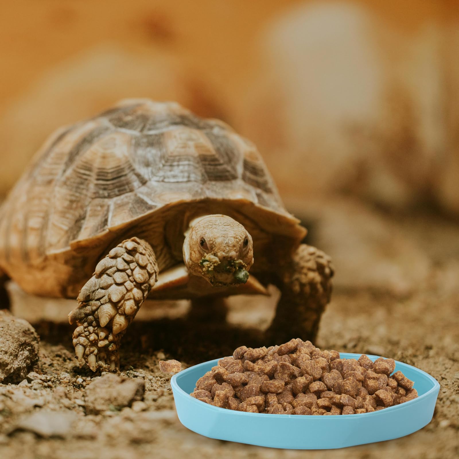 COMSUN four-pack reptile dish yellow close-up fits small enclosures and worm meals