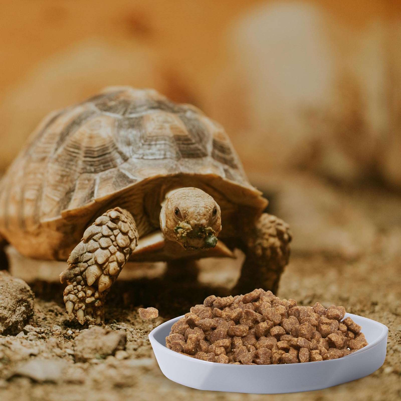 COMSUN easy-clean plastic dish surface simplifies hygienic habitat maintenance