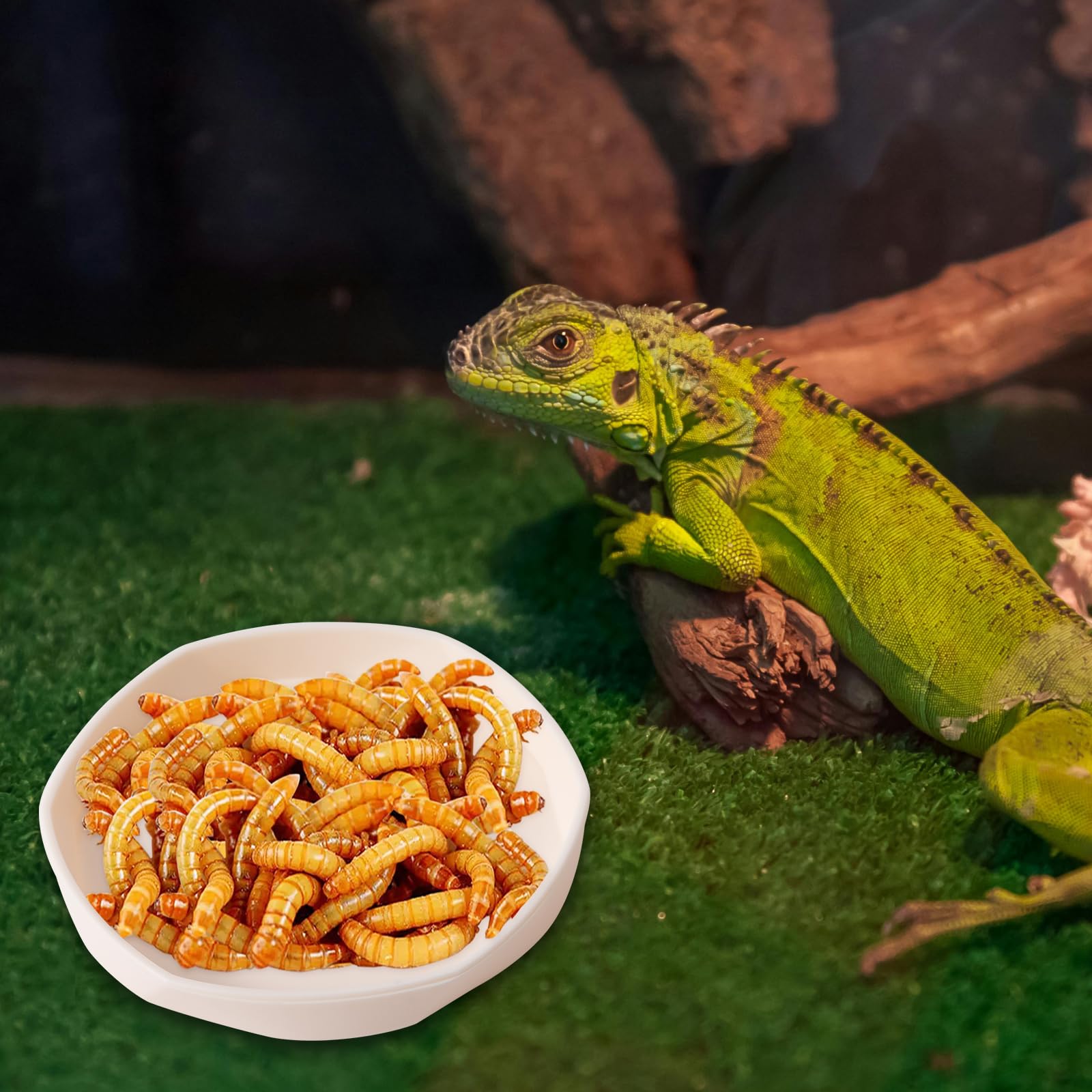 COMSUN reptile dish targeted size 4x4x0.5 inches fits snugly