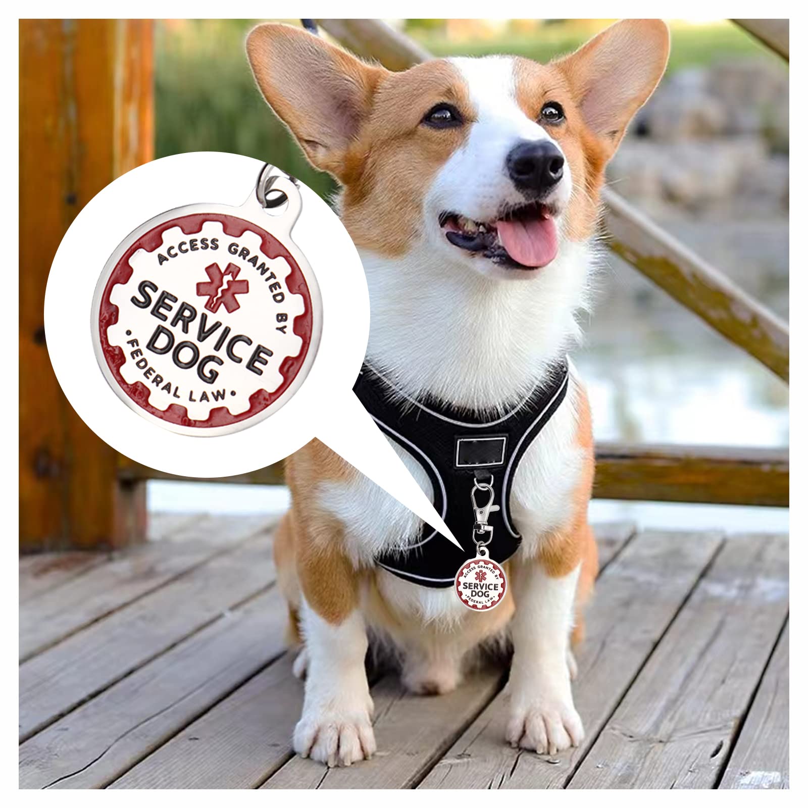 Consio puppy-tag two-pack ensures you have a spare on hand.