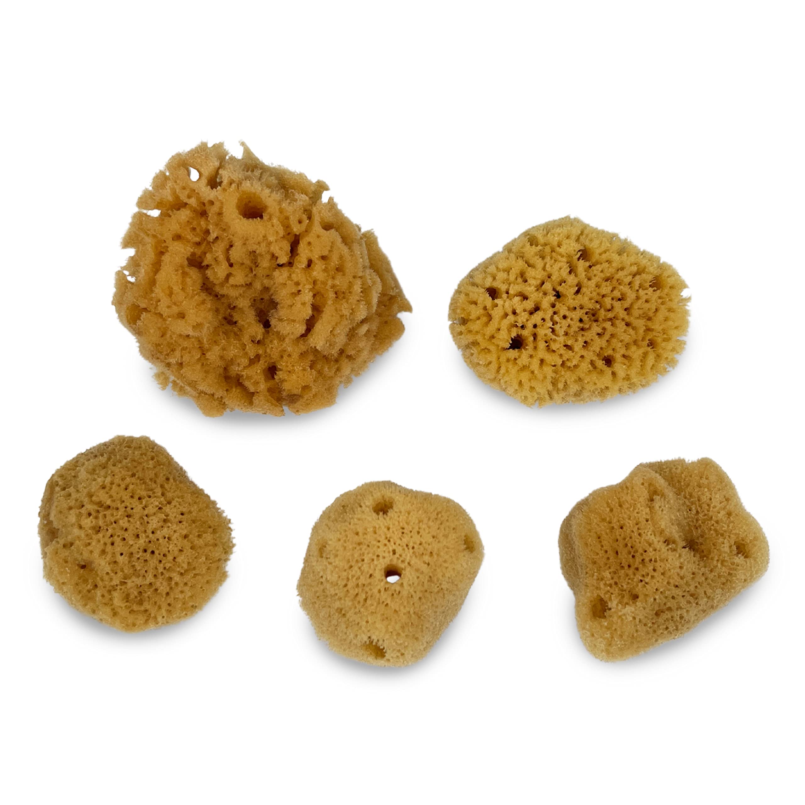 Constantia Pets sea sponges closeup shows texture and natural color for an authentic crab habitat.