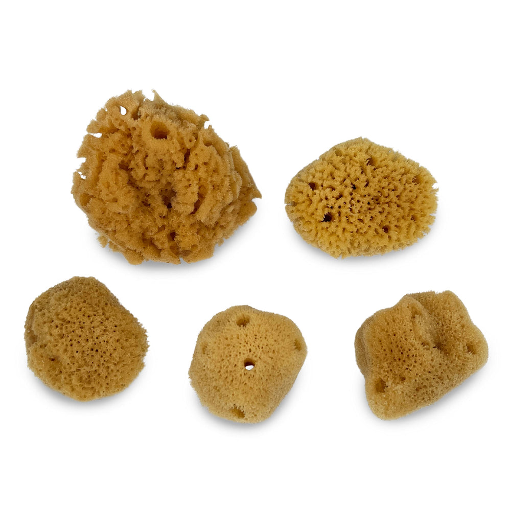 Constantia Pets sea sponges closeup shows texture and natural color for an authentic crab habitat.