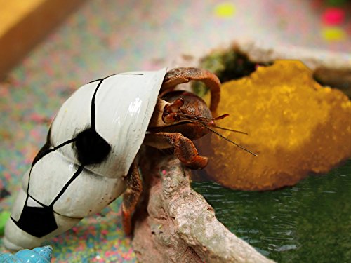 Constantia Pets hermit crab habitat pack promotes natural nutrition with chitin and minerals in sponges.