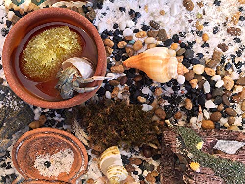 Constantia Pets unbleached sea sponges show 1.5-2 inch size ideal for hydration and safer drinking.