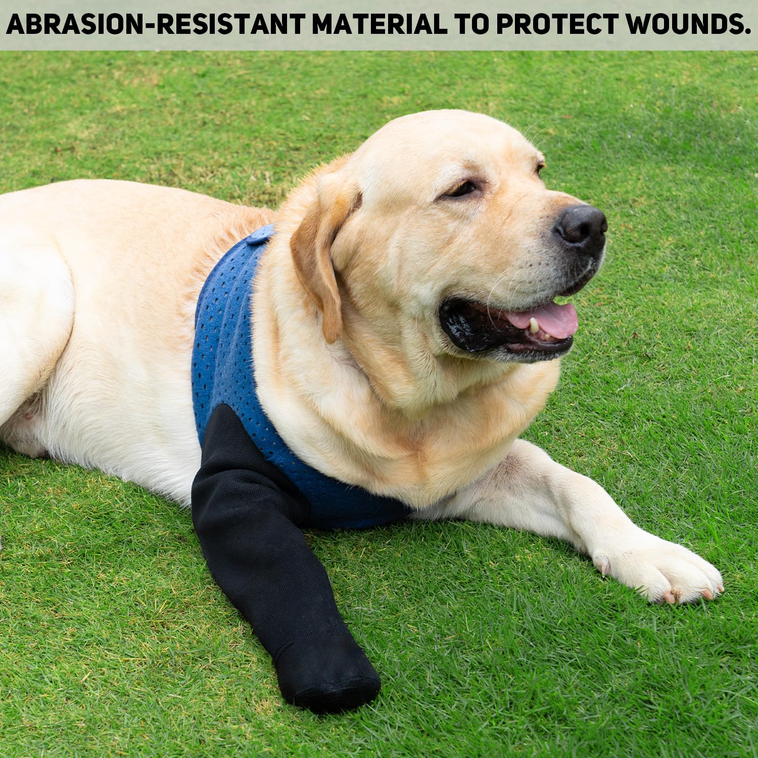 Coodeo blue-variant-dog-socks adds stylish color while safeguarding paws.
