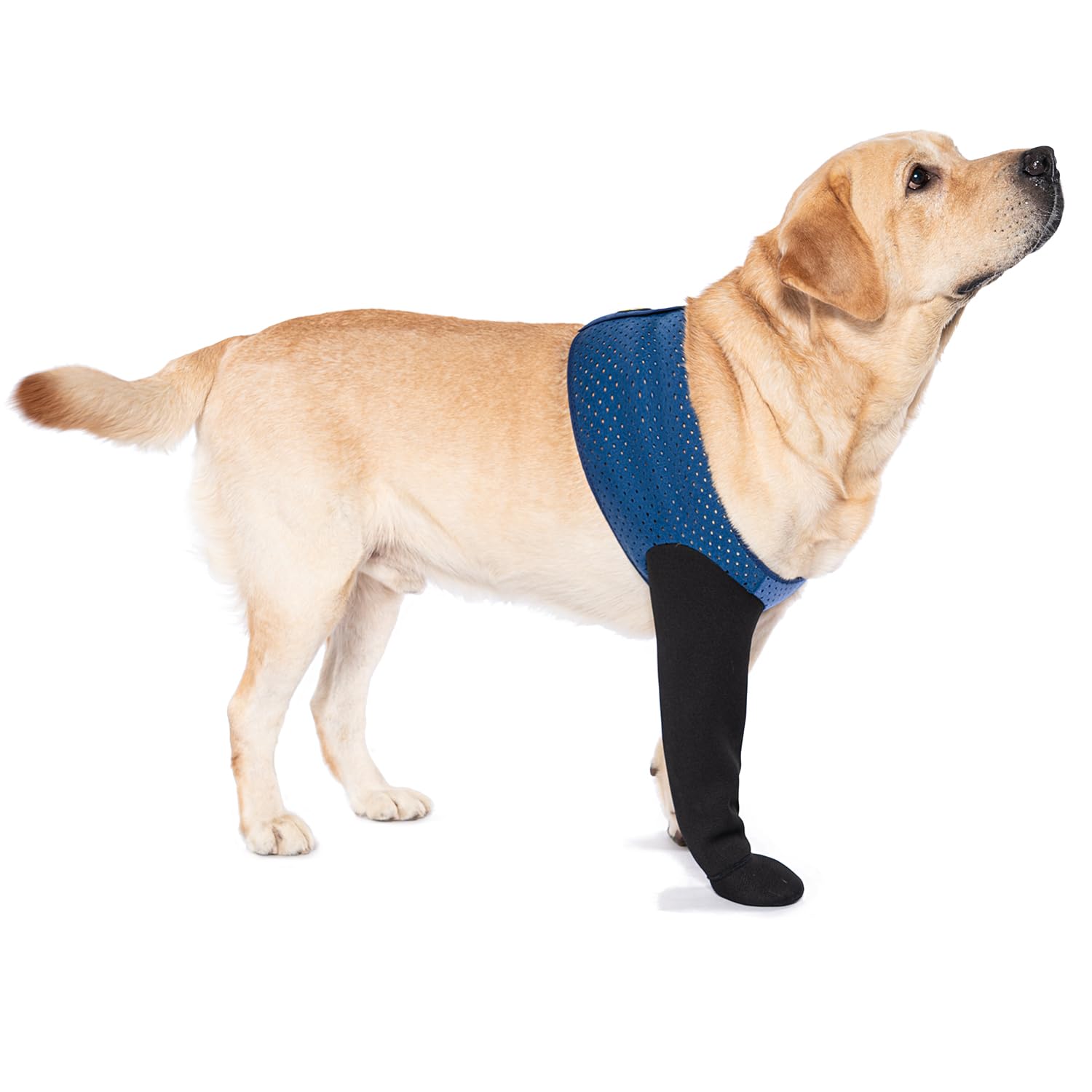 Coodeo dog-socks-licking-paws prevent licking and protect irritated paws during recovery.
